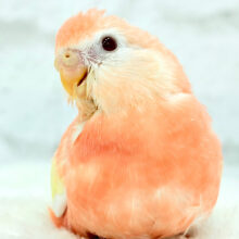【最新画像更新🪄】ピュアピュアフレッシュ🍑🫧アキクサインコ(ルビノー) ヒナ