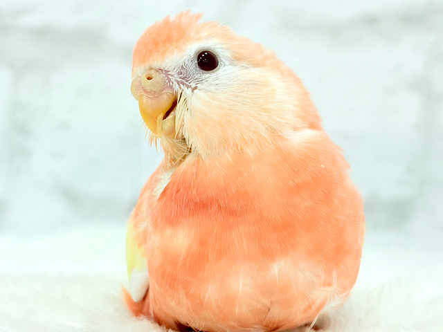 【最新画像更新🪄】ピュアピュアフレッシュ🍑🫧アキクサインコ(ルビノー) ヒナ