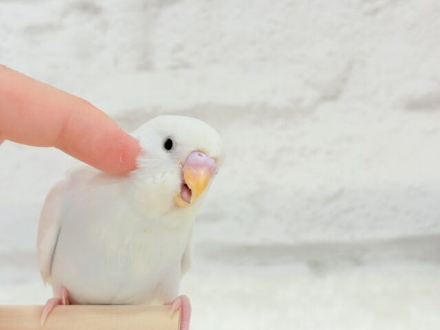 美品！ フクロウ柄 鳥セキセイインコ、オカメインコ、文鳥⠀チュニック シャツ 史上一番安い 美品！ フクロウ柄 鳥セキセイインコ