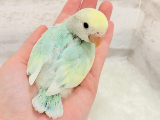 コザクラインコ（小桜インコ）