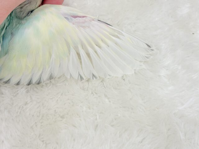 コザクラインコ（小桜インコ）