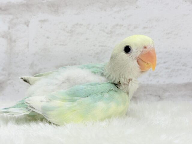 コザクラインコ（小桜インコ）