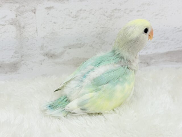 コザクラインコ（小桜インコ）