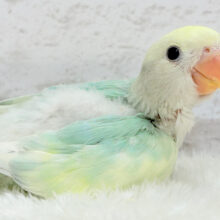 【最新画像更新🪄】メロメロ必死💖あざと可愛い習得済みです🍬コザクラインコ(ブルーチェリーオパーリンパイド) ヒナ