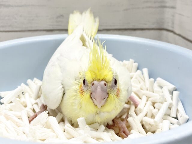 オカメインコ