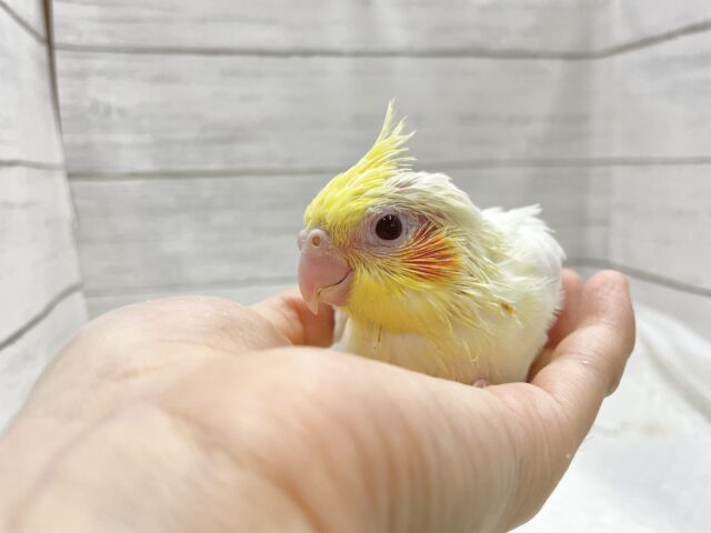 オカメインコ
