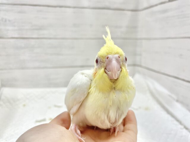 オカメインコ