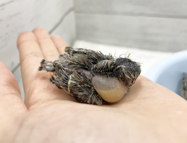 錦花鳥（キンカチョウ）