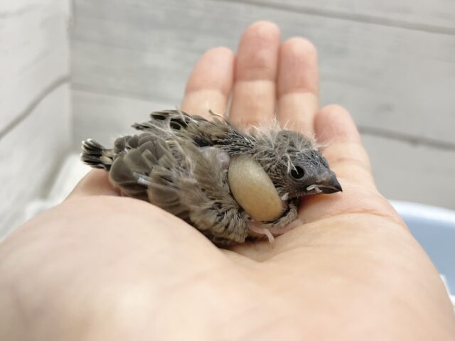 錦花鳥（キンカチョウ）