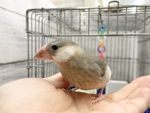 桜文鳥