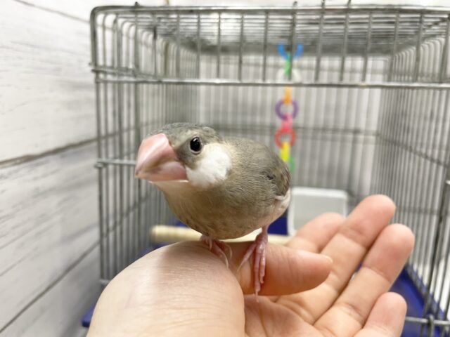 桜文鳥