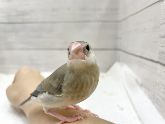 桜文鳥