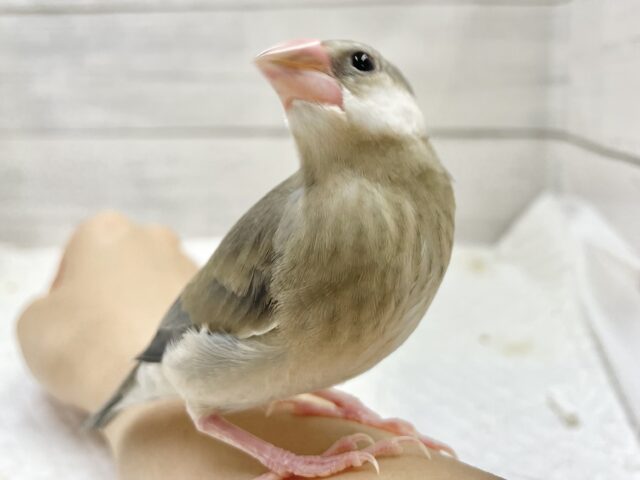 桜文鳥