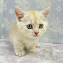 にゃんでぃ〜𝑻𝒖𝒏𝒆🎵💕マンチカン(クリームタビー)🍨男の子💙2025年3月30日