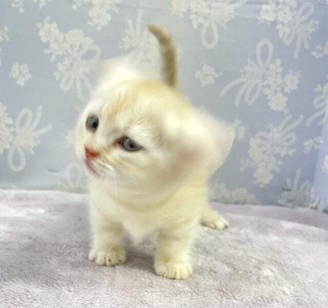 マンチカン