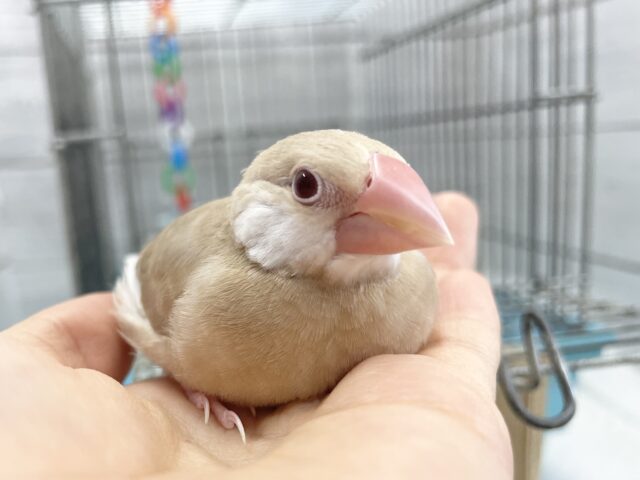 シナモン文鳥