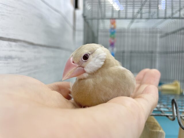 シナモン文鳥