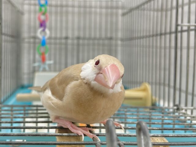 シナモン文鳥