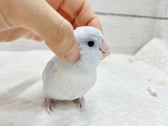 マメルリハ