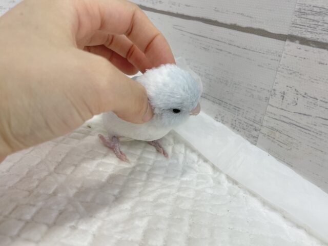マメルリハ