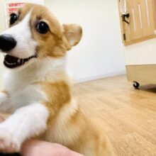 大きなお耳がチャームポイント❣️コーギーちゃん