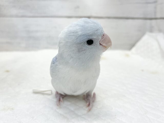 マメルリハ