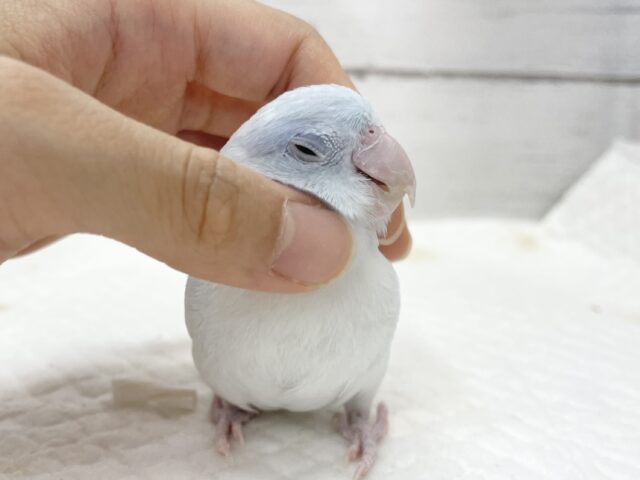 マメルリハ