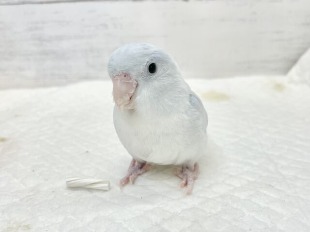 マメルリハ