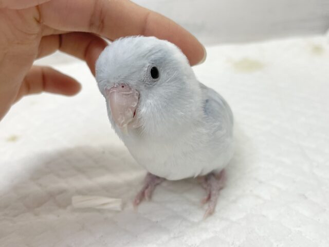 マメルリハ