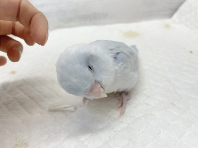マメルリハ