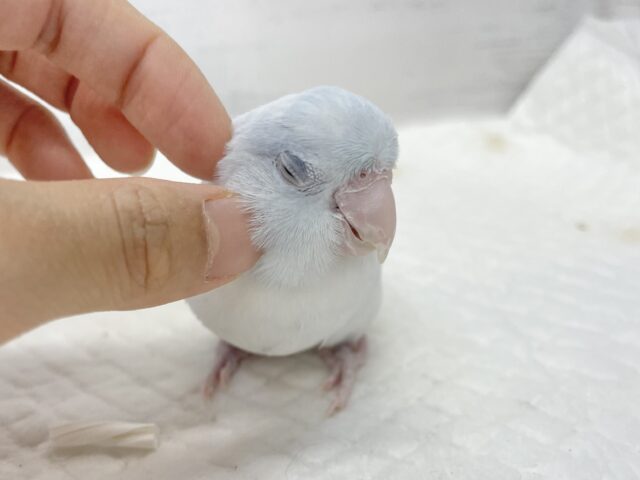 マメルリハ