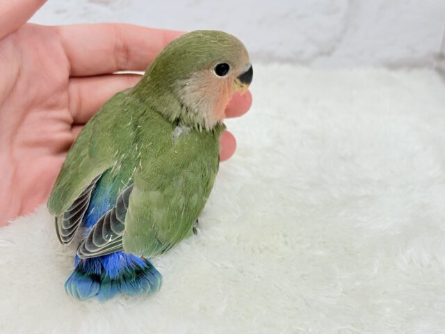 コザクラインコ（小桜インコ）