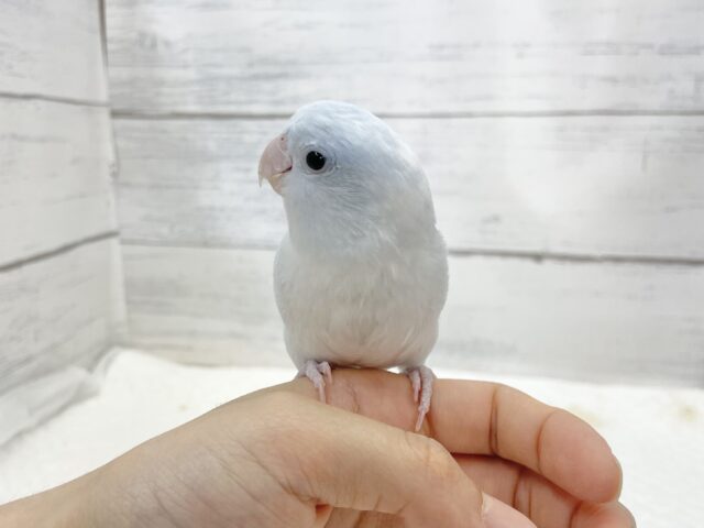 マメルリハ