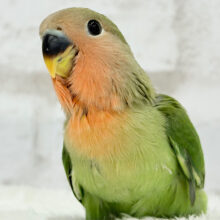 【最新画像更新🪄】ヒナヒナ🐣くりくりおめめのトリコです💖コザクラインコ(ノーマル) ヒナ