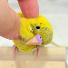 【最新画像更新🪄ひとり餌になりました！】ミツバチカラーの妖精さん🧚‍♀️💫セキセイインコ(ハルクイン) ヒナ