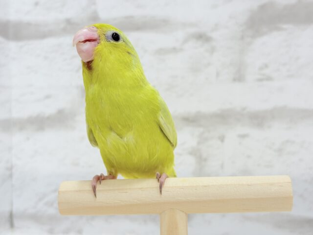 マメルリハ