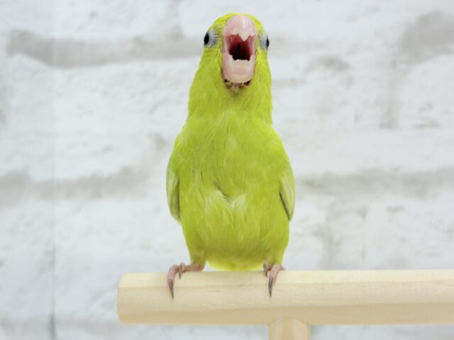 マメルリハ