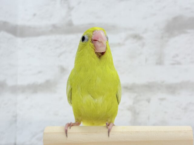 マメルリハ