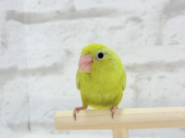 マメルリハ