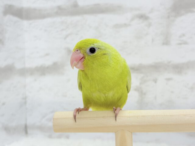 マメルリハ