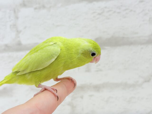 マメルリハ