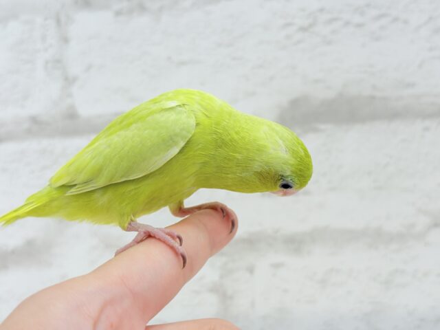 マメルリハ