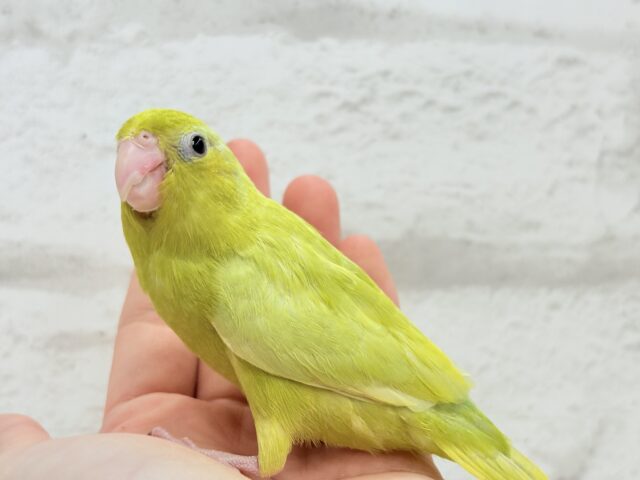 マメルリハ