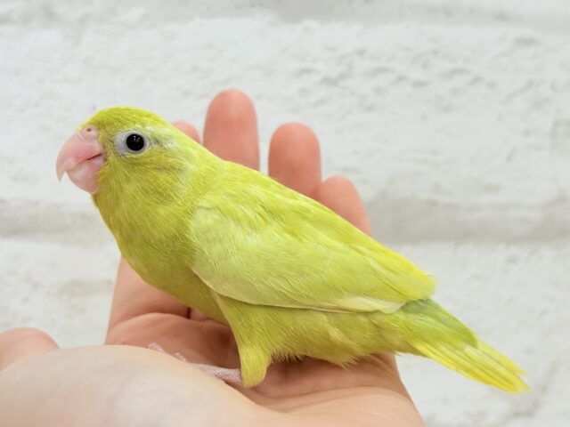 マメルリハ