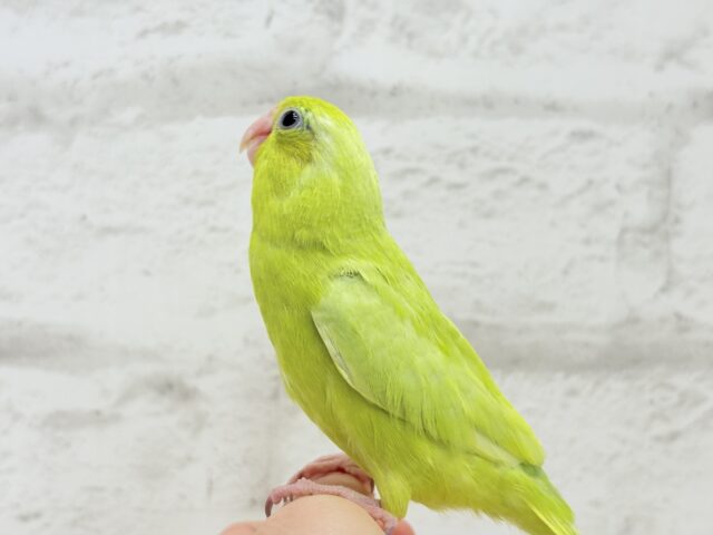 マメルリハ