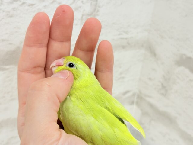マメルリハ