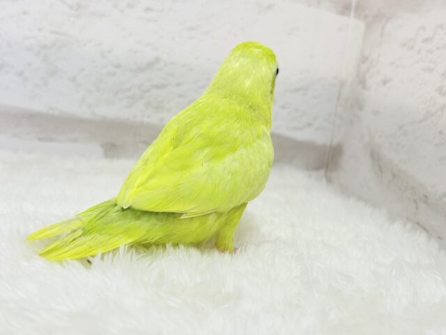 マメルリハ