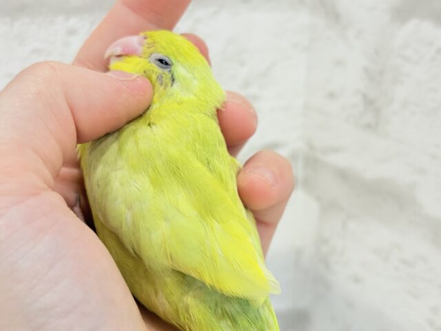 マメルリハ