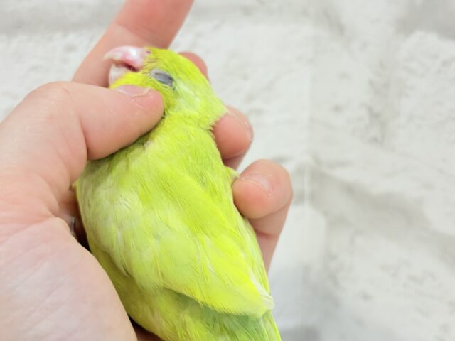マメルリハ