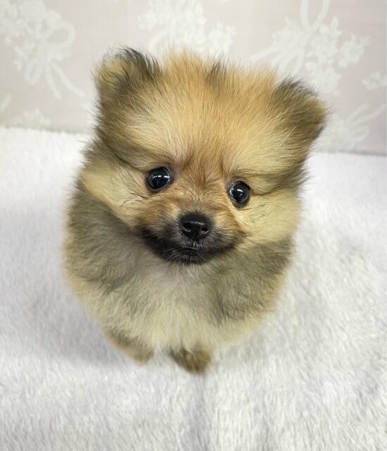 ポメラニアン